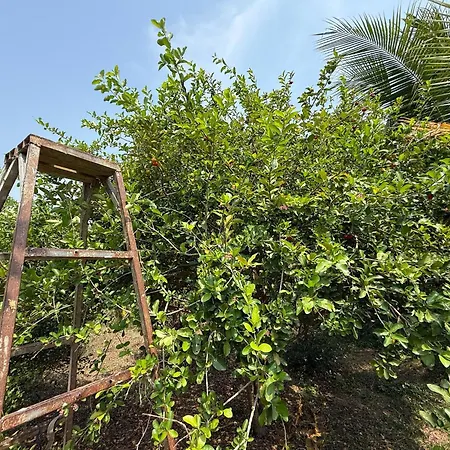 Family Bambootrain Homestay Battambang Room photo